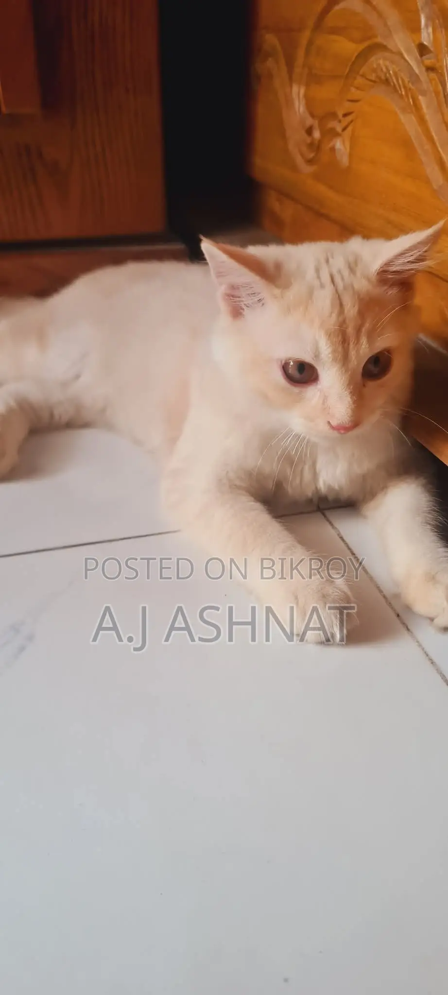 পার্সিয়ান বিড়াল