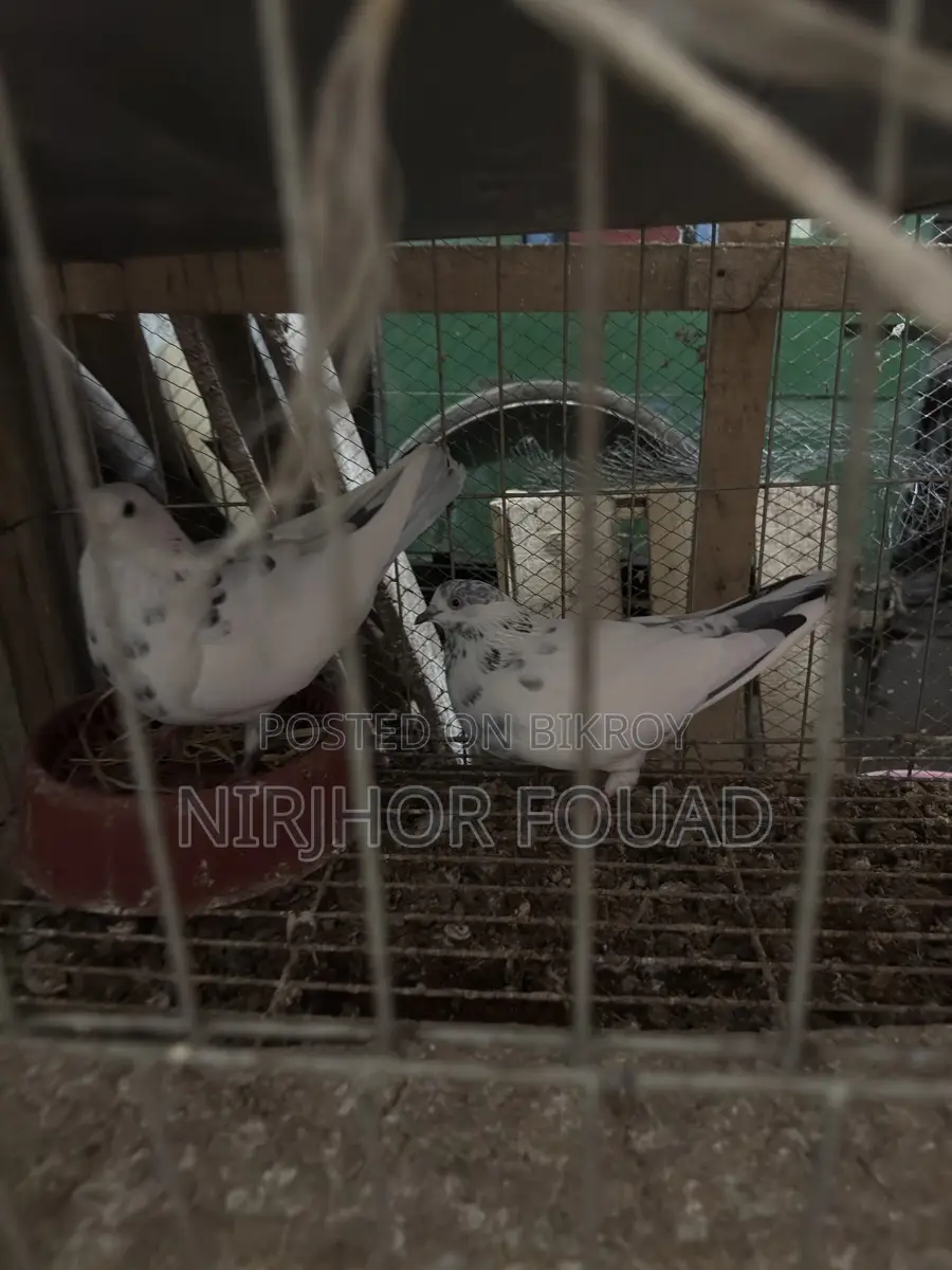 Master Pair Giribaj