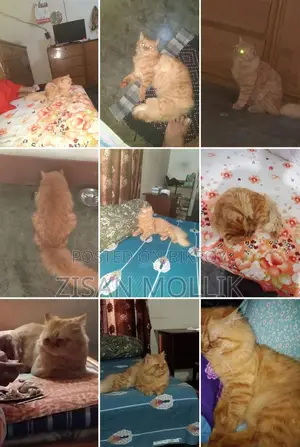 Persian Cat