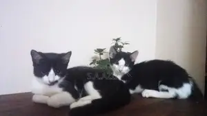 Mixed Breed Kitten For Sale