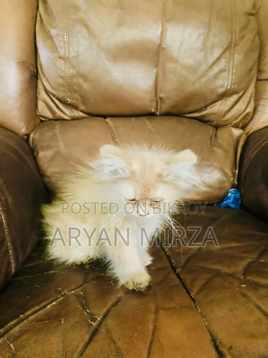 1 Piece Sofa