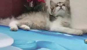 Mixed Breed Persian Cat