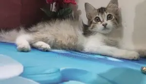 Mixed Breed Persian Cat