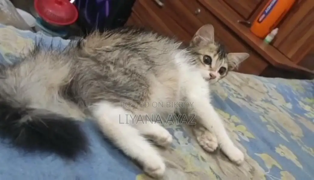 Mixed Breed Persian Cat