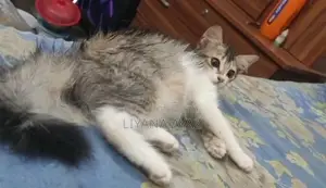 Mixed Breed Persian Cat