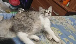Mixed Breed Persian Cat