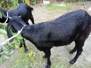 বড় সাইজের ২টি খাসি বিক্রই হবে।