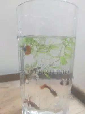 Full Red Rose Guppy