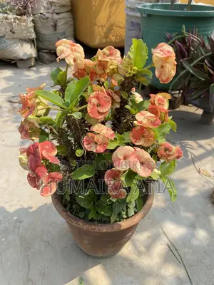 Cactus Tree