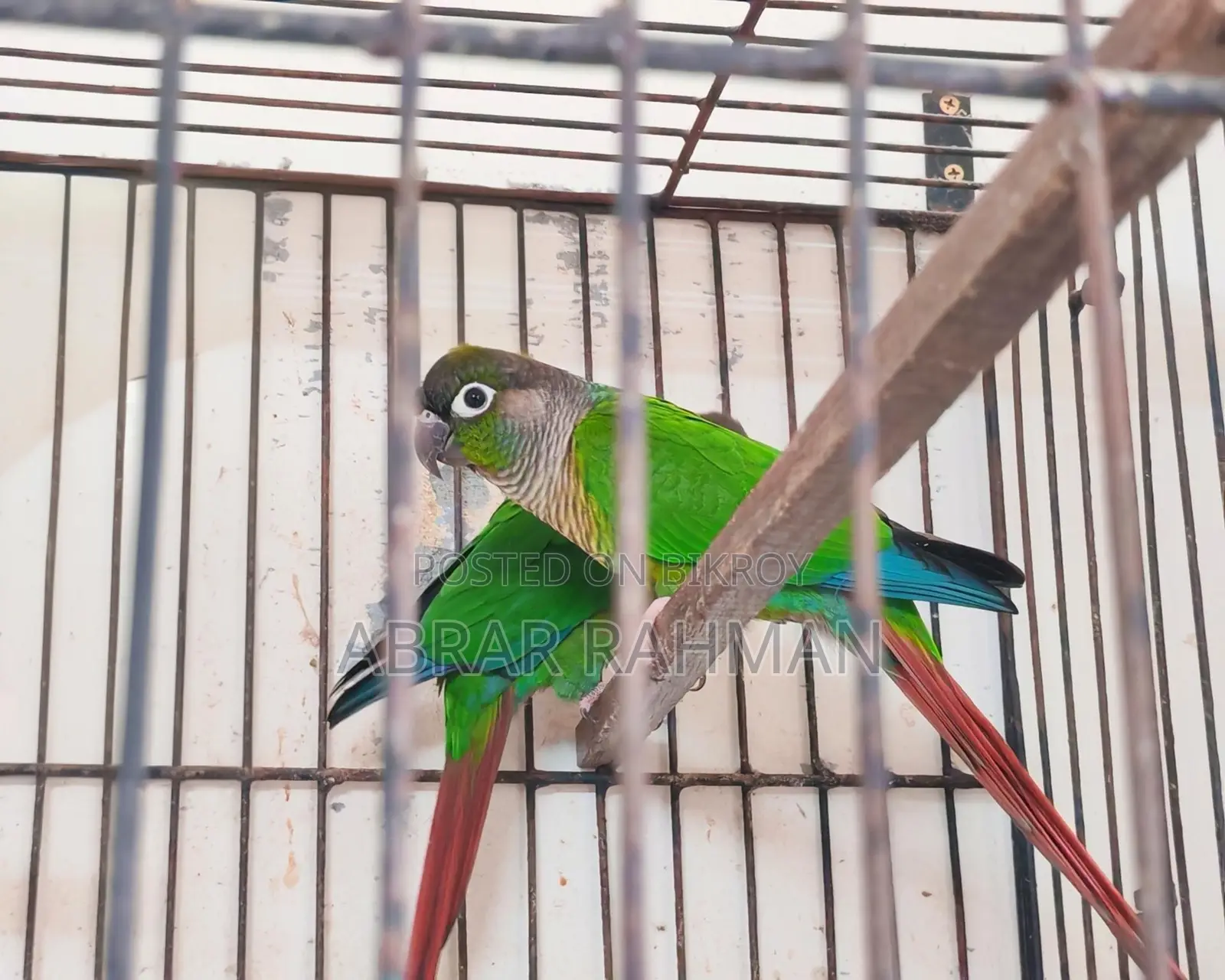 5pcs Conure(৫পিস কনুর পাখি)