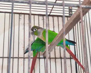 5pcs Conure(৫পিস কনুর পাখি)