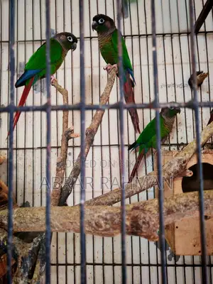 5pcs Conure(৫পিস কনুর পাখি)