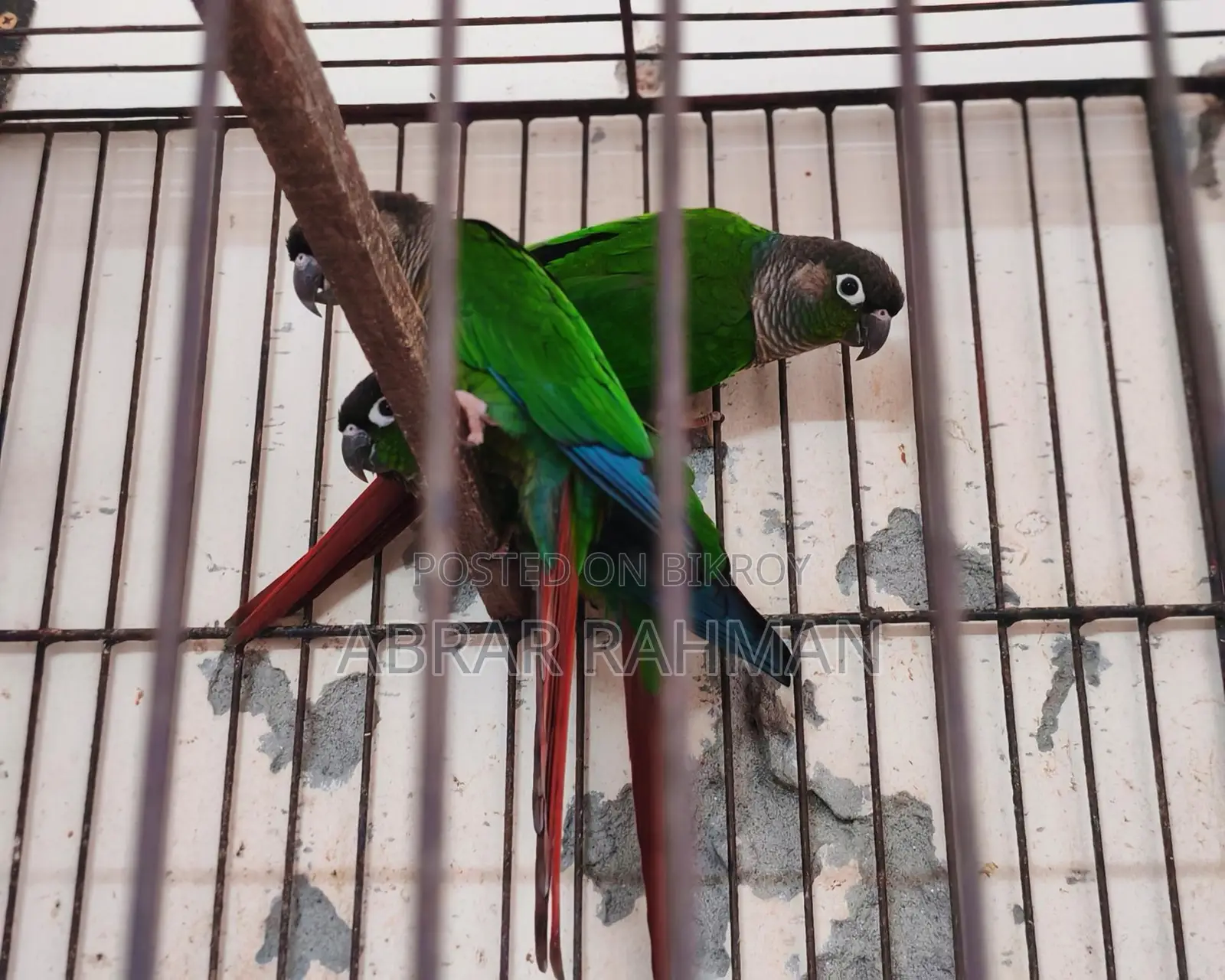 5pcs Conure(৫পিস কনুর পাখি)