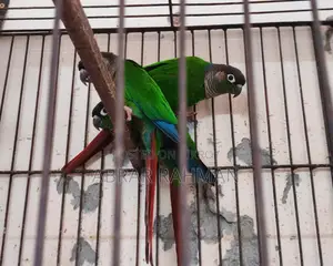 5pcs Conure(৫পিস কনুর পাখি)
