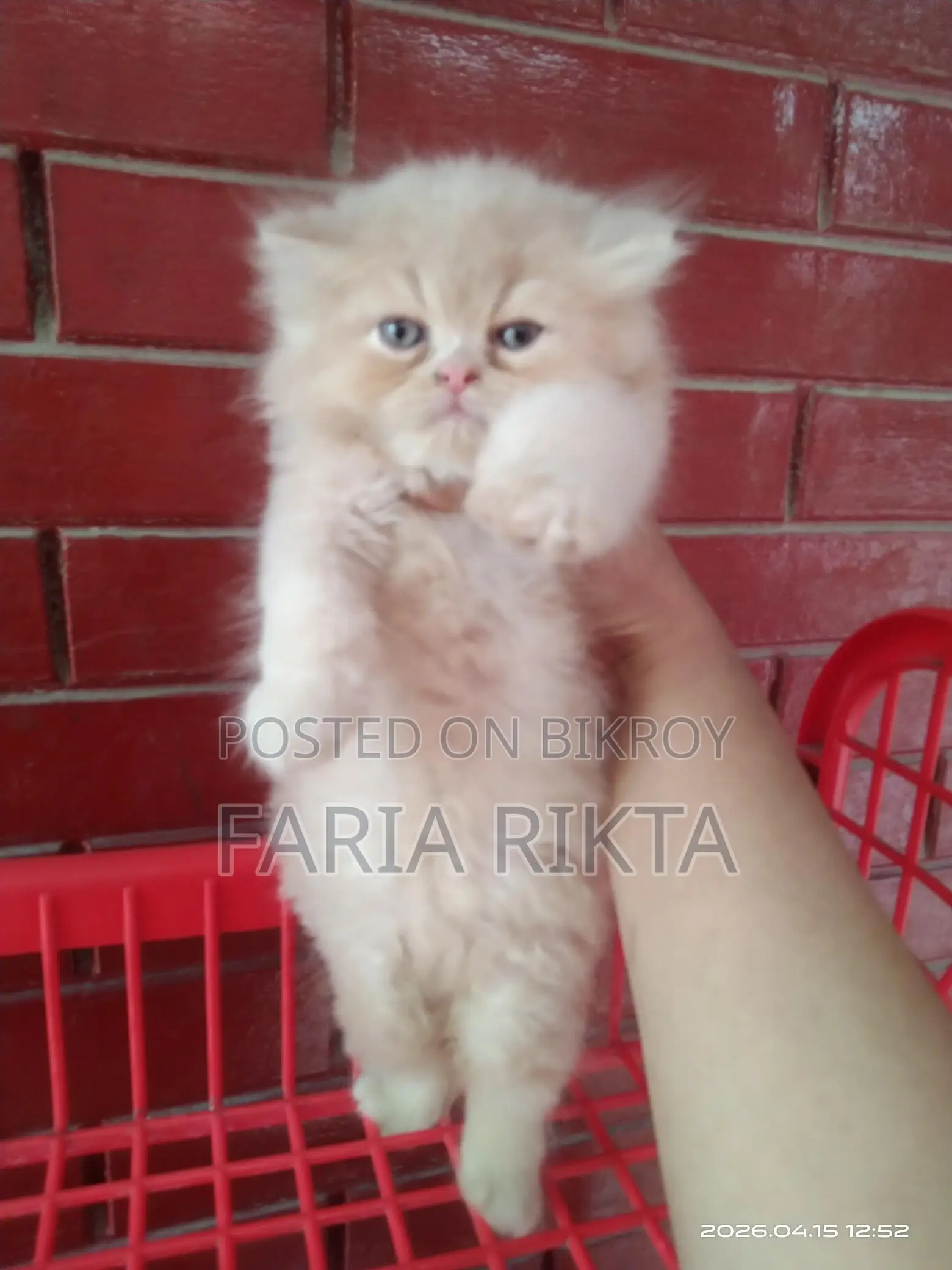 Home Breed Persian Kitten To Bless Your Home