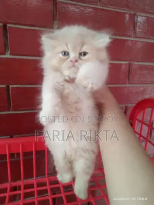 Home Breed Persian Kitten To Bless Your Home