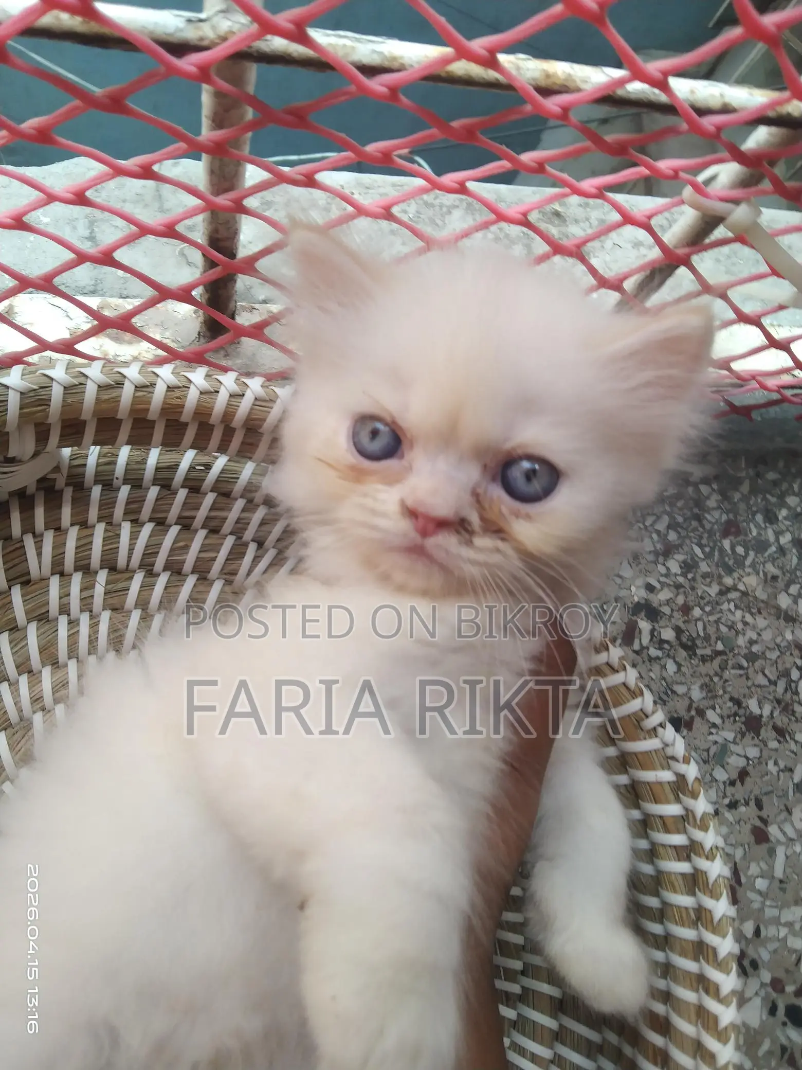 Home Breed Persian Kitten To Bless Your Home