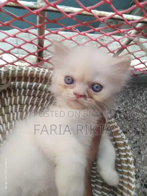 Home Breed Persian Kitten To Bless Your Home