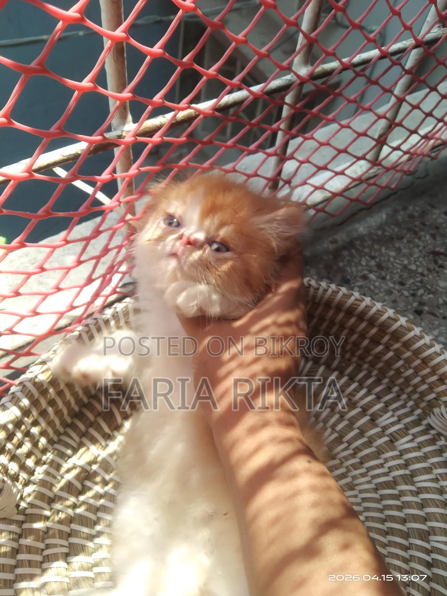 Home Breed Persian Kitten To Bless Your Home