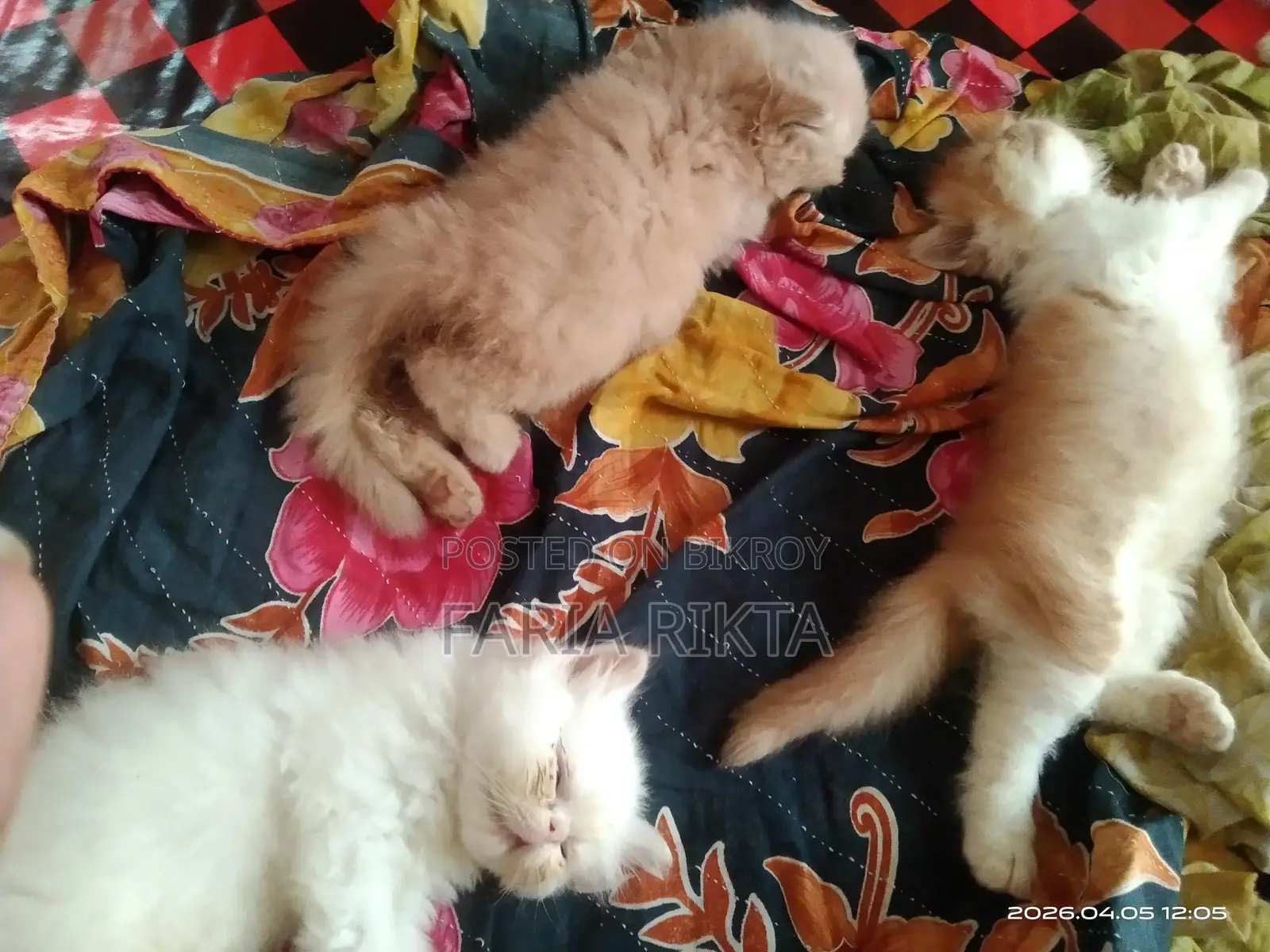 Home Breed Persian Kitten To Bless Your Home