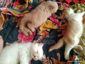 Home Breed Persian Kitten To Bless Your Home