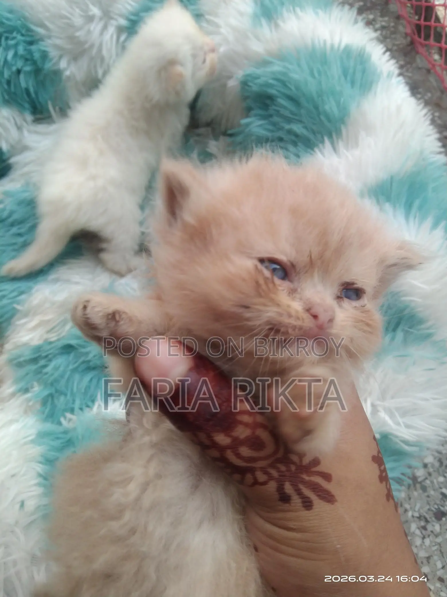 Home Breed Persian Kitten To Bless Your Home