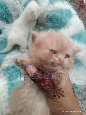 Home Breed Persian Kitten To Bless Your Home