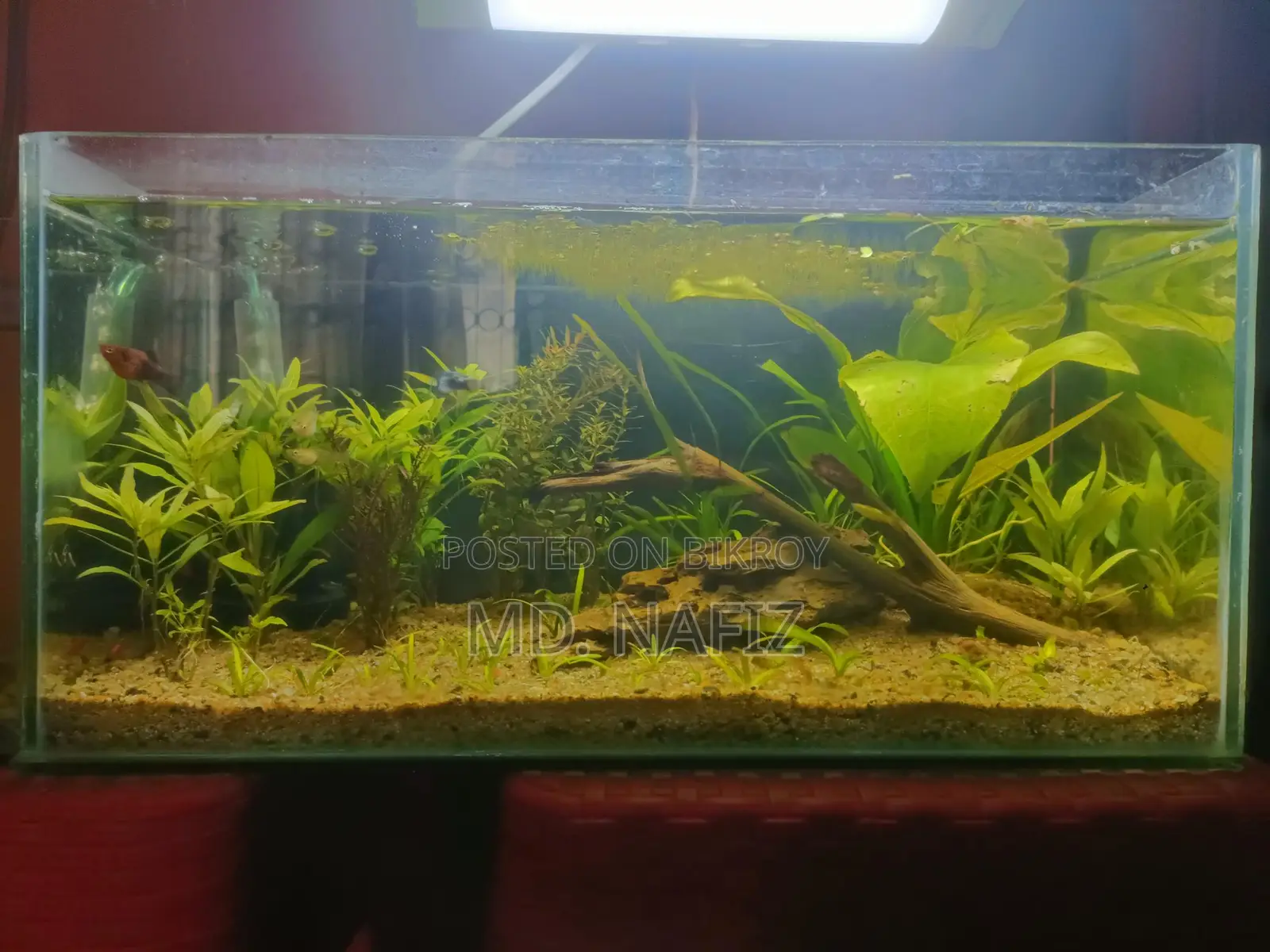 অ্যাকোয়ারিয়াম ফুল সেটআপ