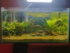 অ্যাকোয়ারিয়াম ফুল সেটআপ