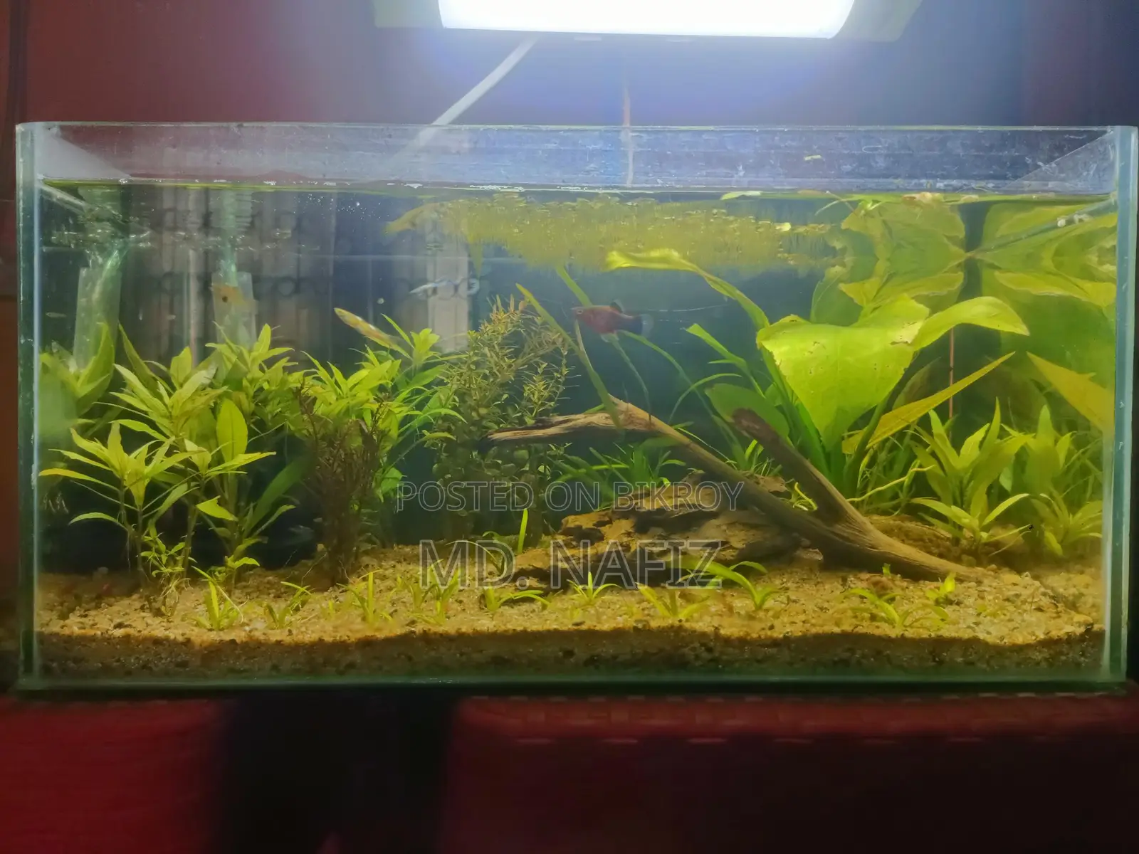 অ্যাকোয়ারিয়াম ফুল সেটআপ