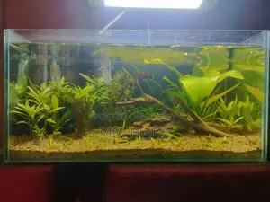 অ্যাকোয়ারিয়াম ফুল সেটআপ