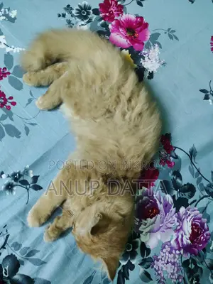 Persian Cat Ginger Male