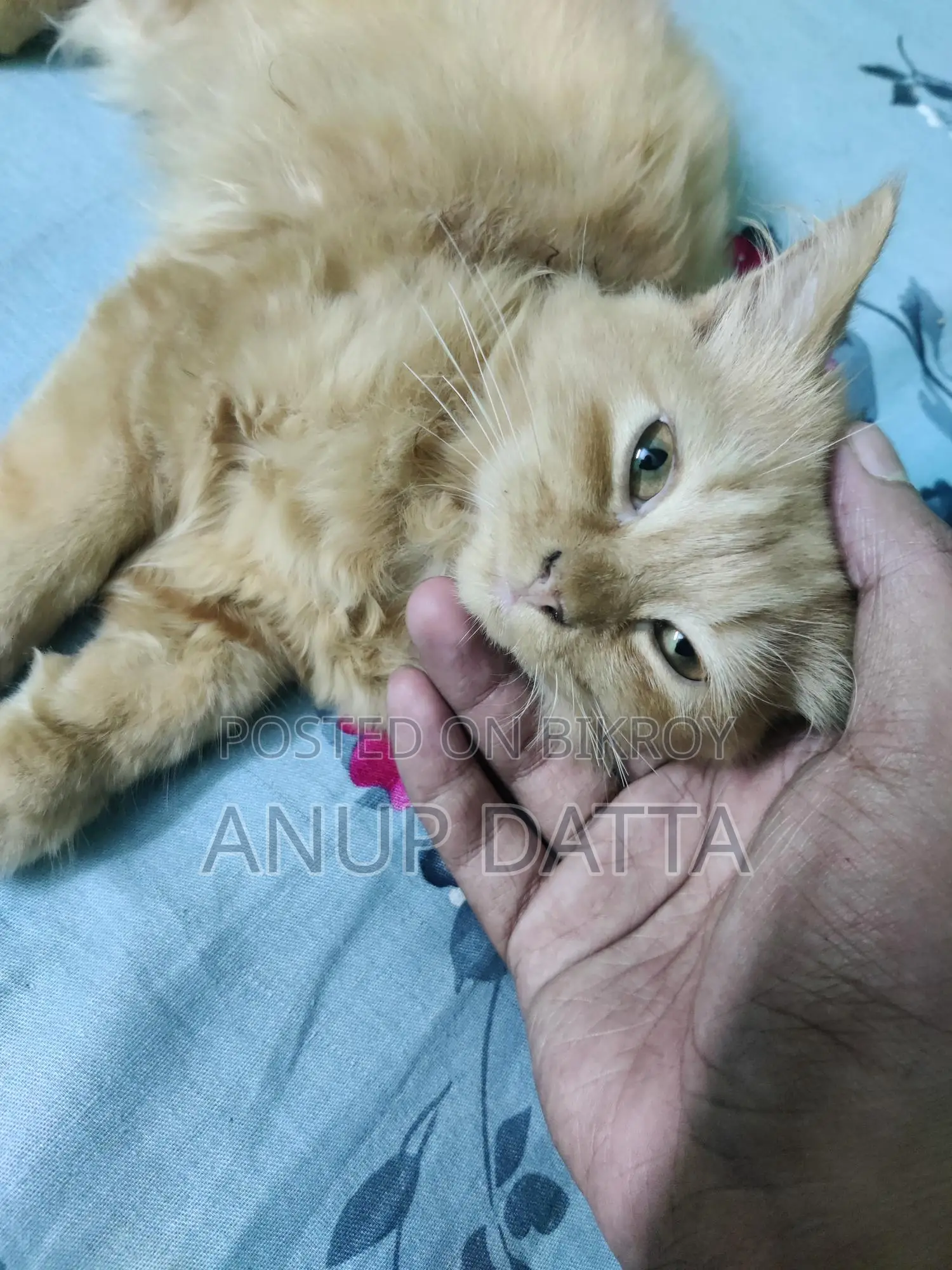 পার্সিয়ান ক্যাট জিঞ্জার মেল