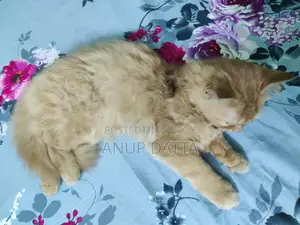 পার্সিয়ান ক্যাট জিঞ্জার মেল