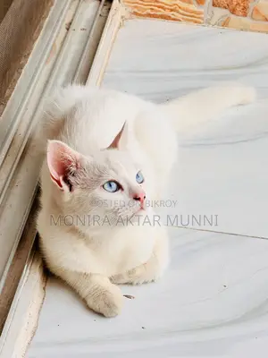 Mix Persian Blue Eyes adoption post