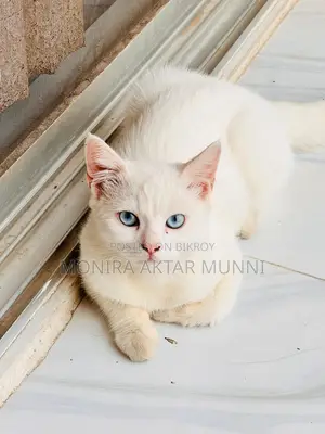 মিক্স পার্সিয়ান ব্লু আইজ অ্যাডপশন পোস্ট