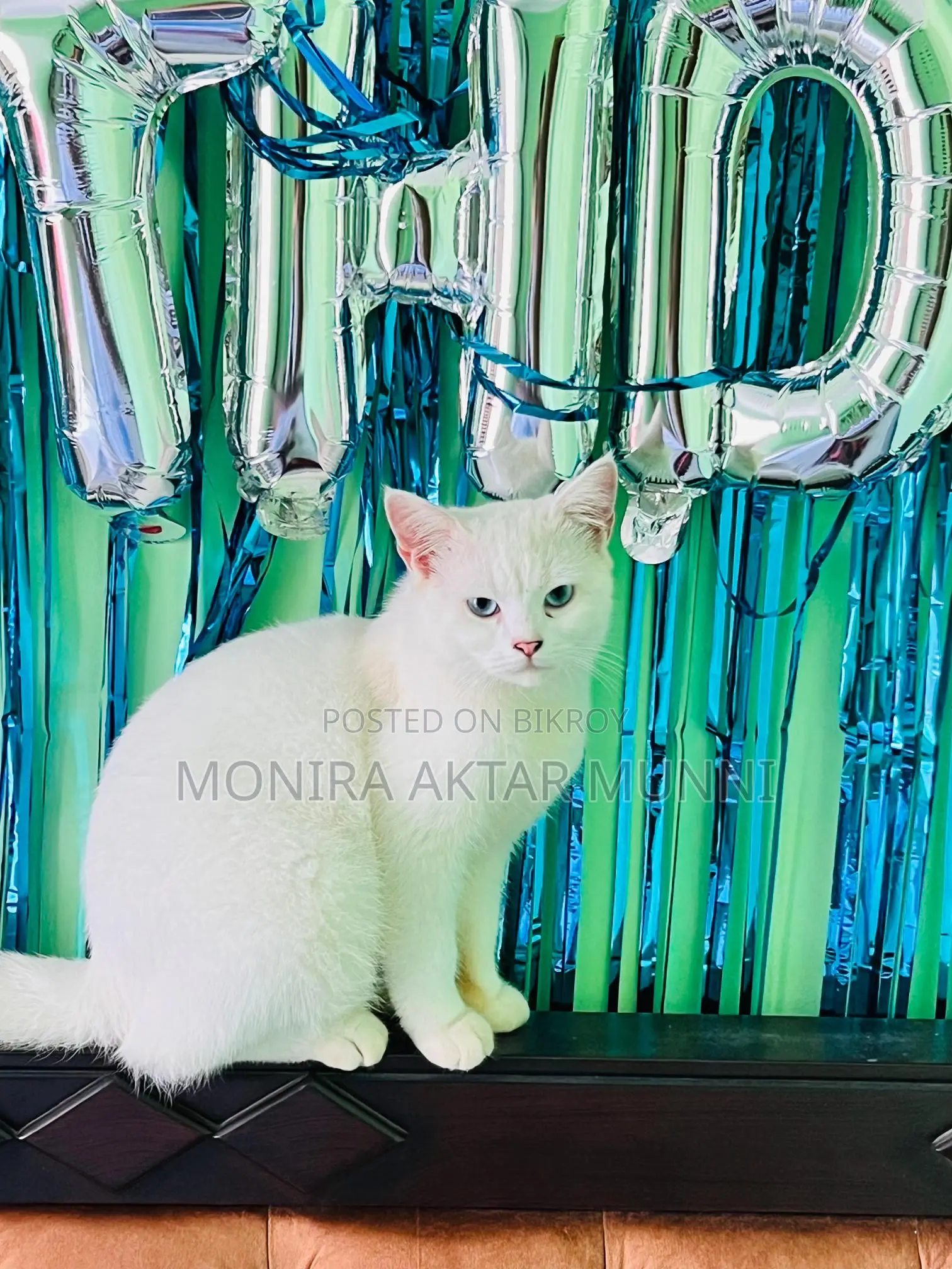 মিক্স পার্সিয়ান ব্লু আইজ অ্যাডপশন পোস্ট