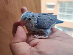 Forpus Handfeed Baby