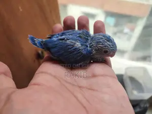 Forpus Handfeed Baby