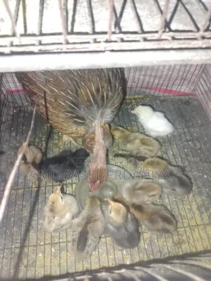 Deshi Hen with Chicks
