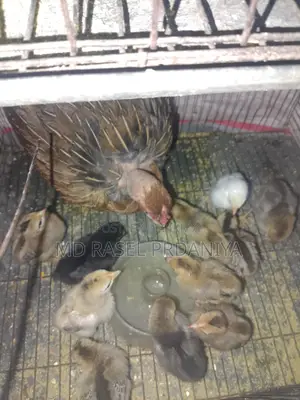 দেশি মুরগী বাচ্চা সহকারে