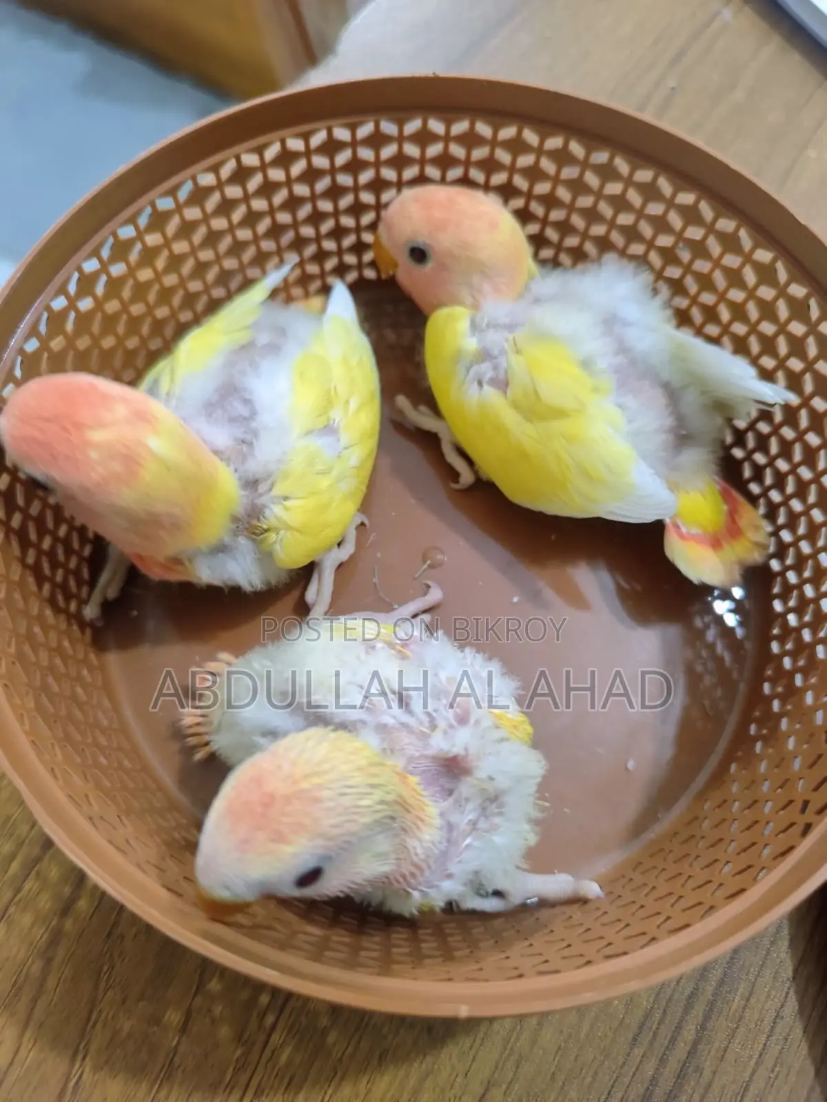 Lovebird Baby