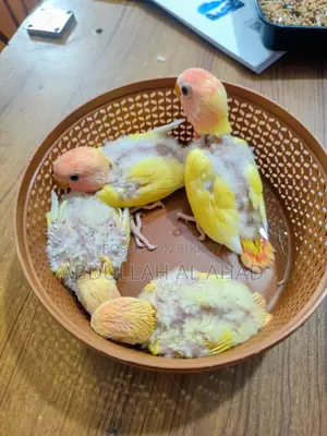 Lovebird Baby