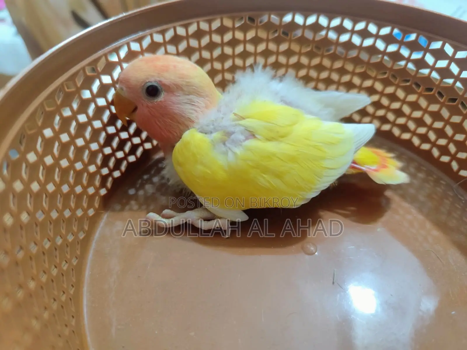 Lovebird Baby