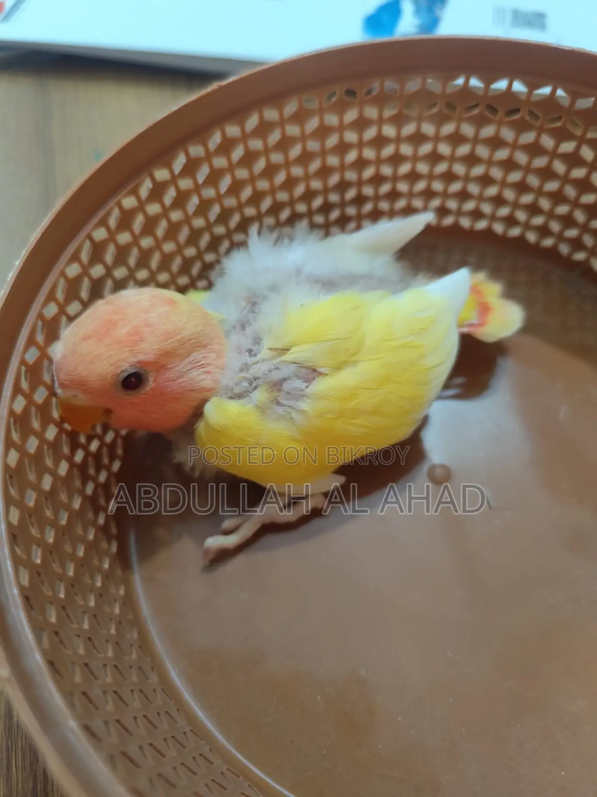 Lovebird Baby