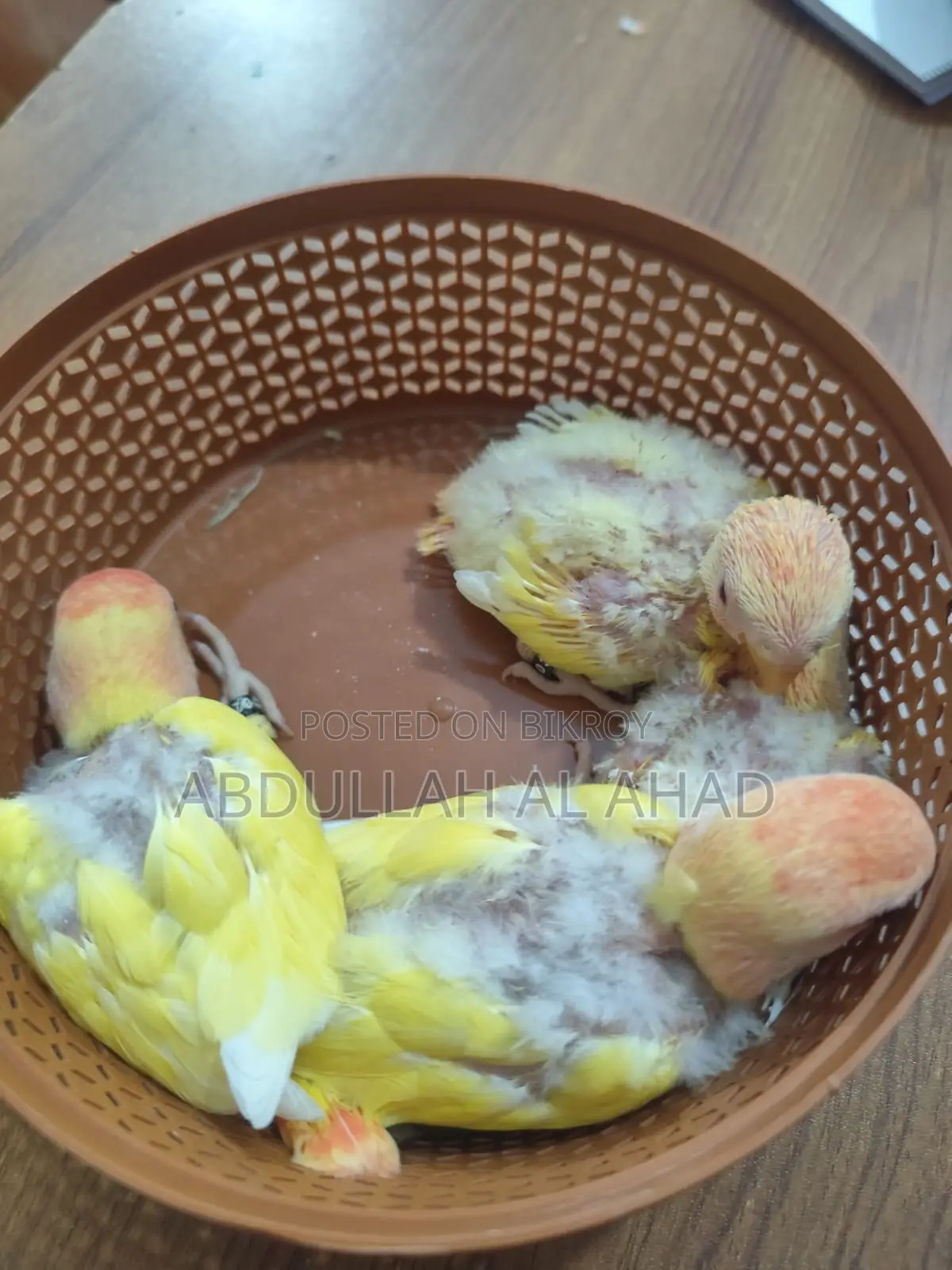 Lovebird Baby