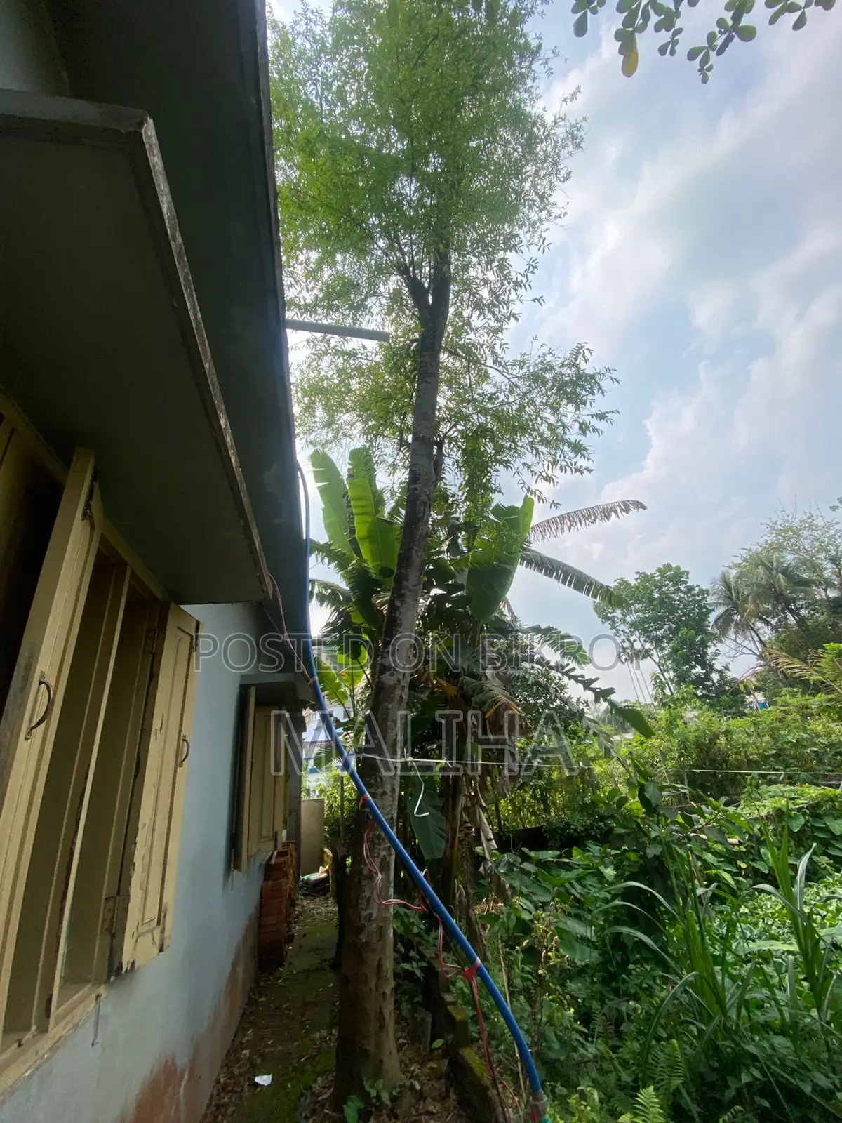 আগর গাছ একটি আগর গাছ বিক্রি হবে