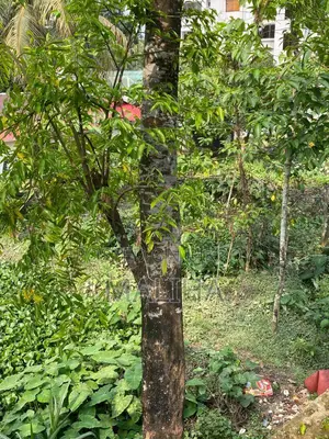 আগর গাছ একটি আগর গাছ বিক্রি হবে