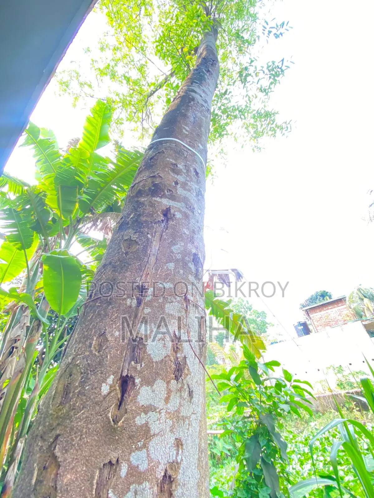আগর গাছ একটি আগর গাছ বিক্রি হবে