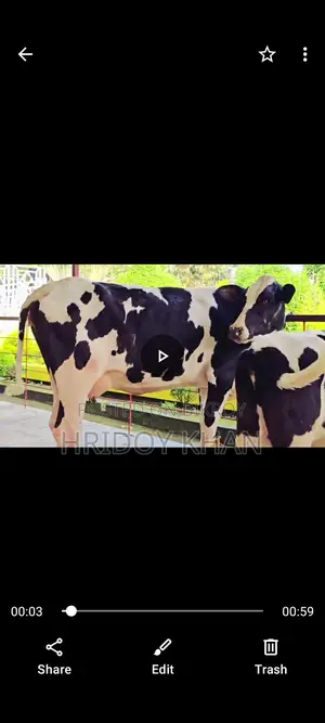 ফ্রিজিয়ান মুন্ডি মেয়ে বকনা ও গাভী